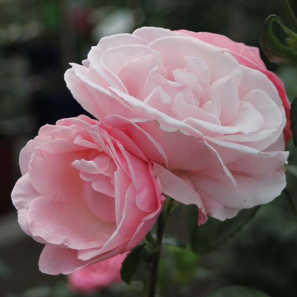 Trandafir Floribunda roz The Queen Elizabeth Rose, inflorire repetata