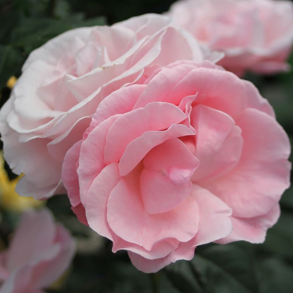 Trandafir Floribunda roz The Queen Elizabeth Rose, inflorire repetata