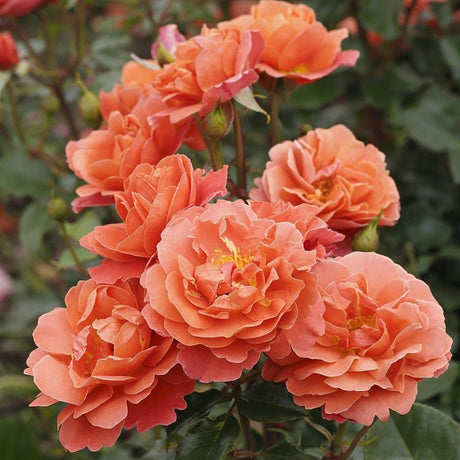 Trandafir Floribunda Theodor Fontane - VERDENA-livrat in ghiveci plant-o-fix de 2L