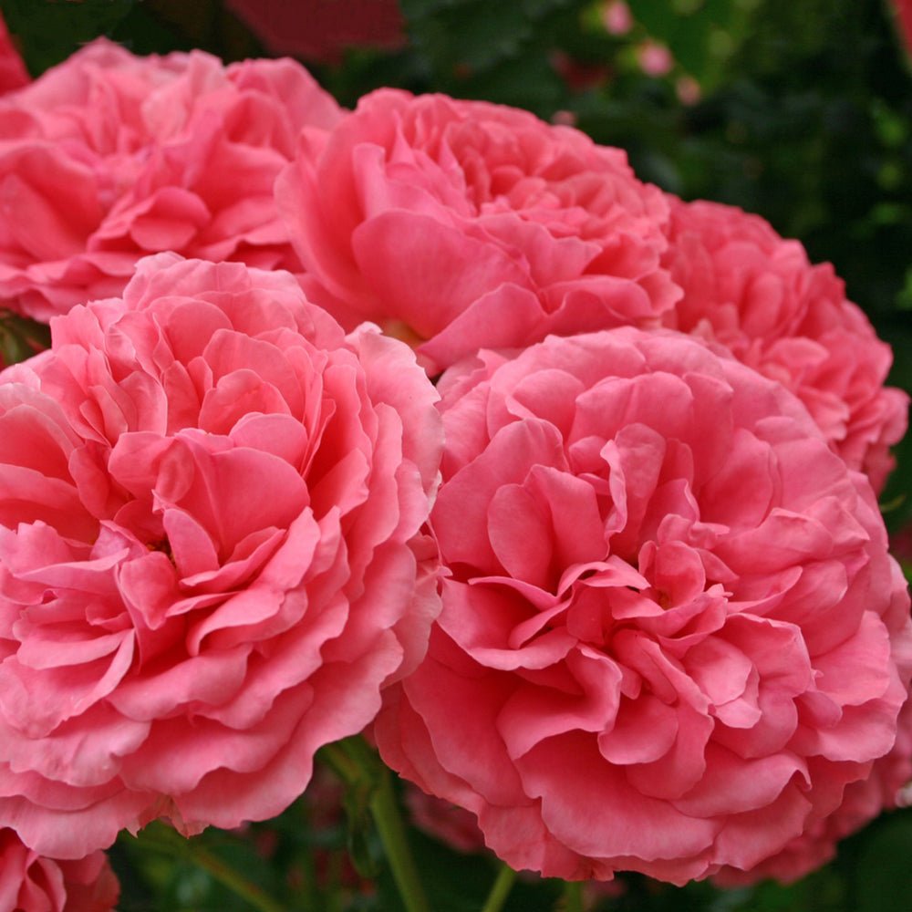 Trandafir Tufa roz-rosu Rosarium Uetersen, inflorire repetata