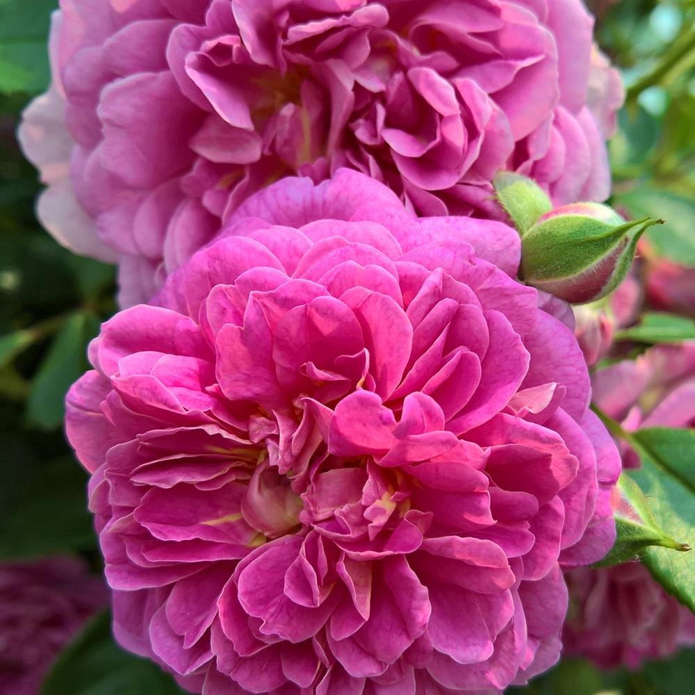 Trandafir Floribunda violet-albastru Starlet Rose Melina, parfum intens