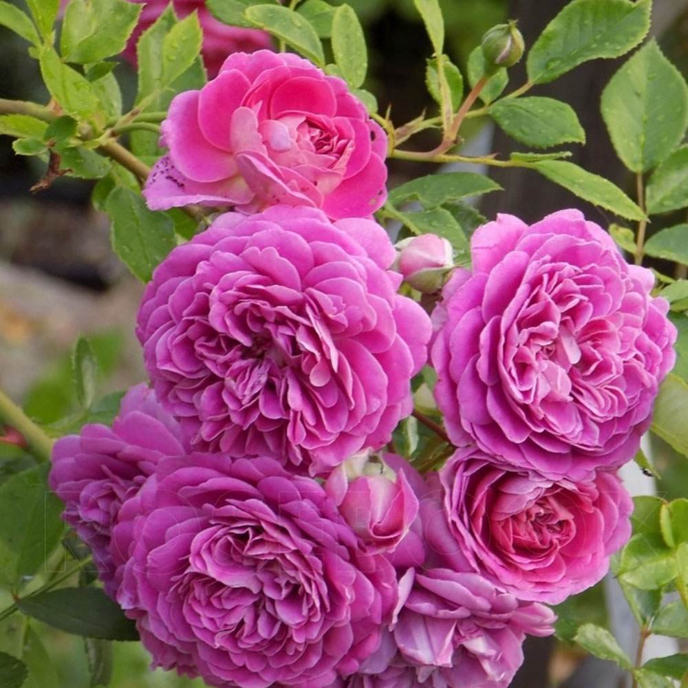 Trandafir Floribunda violet-albastru Starlet Rose Melina, parfum intens