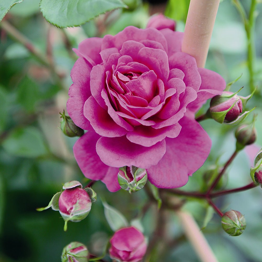 Trandafir Floribunda violet-albastru Starlet Rose Melina, parfum intens
