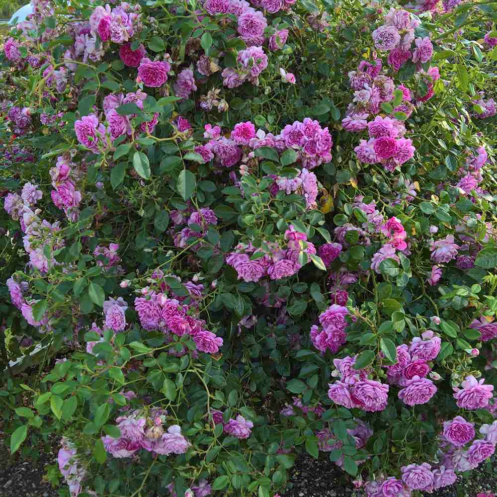 Trandafir Floribunda violet-albastru Starlet Rose Melina, parfum intens