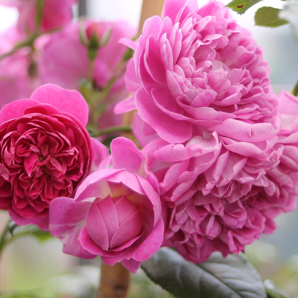 Trandafir Floribunda violet-albastru Starlet Rose Melina, parfum intens