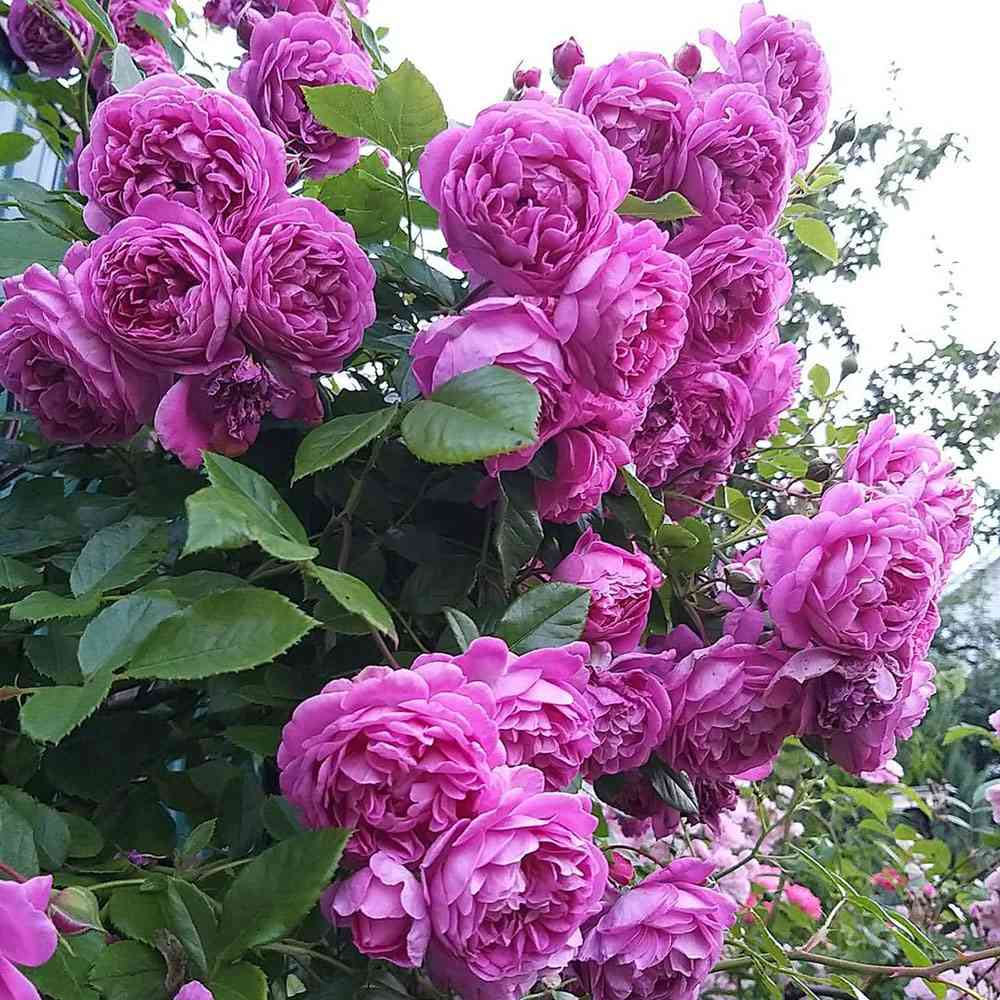 Trandafir Floribunda violet-albastru Starlet Rose Melina, parfum intens