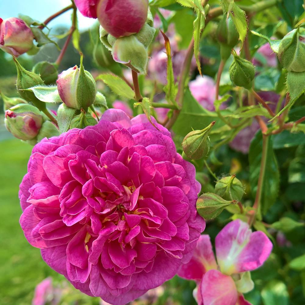 Trandafir Floribunda violet-albastru Starlet Rose Melina, parfum intens