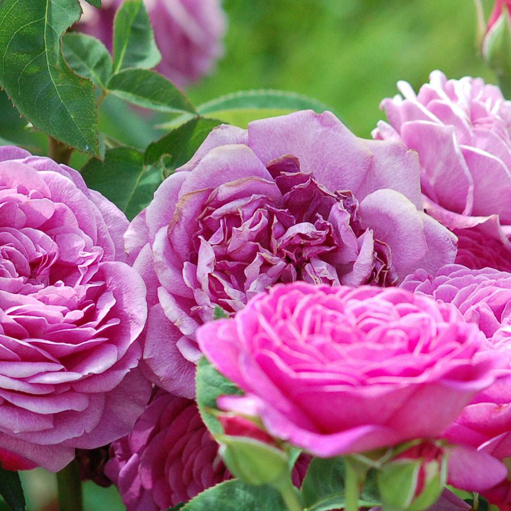 Trandafir Floribunda violet Heidi Klum, parfum intens