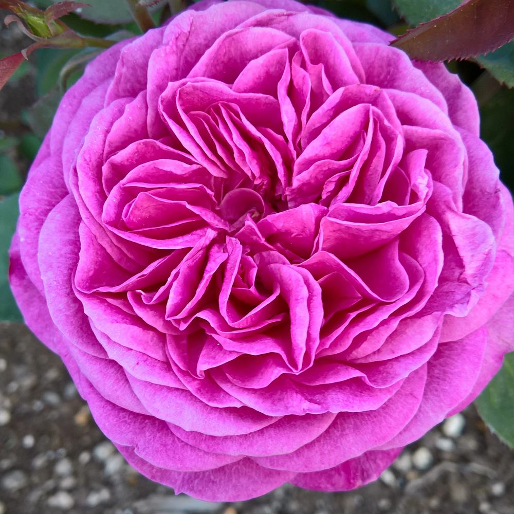 Trandafir Floribunda violet Heidi Klum, parfum intens