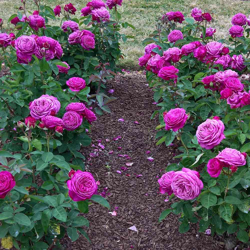 Trandafir Floribunda violet Heidi Klum, parfum intens