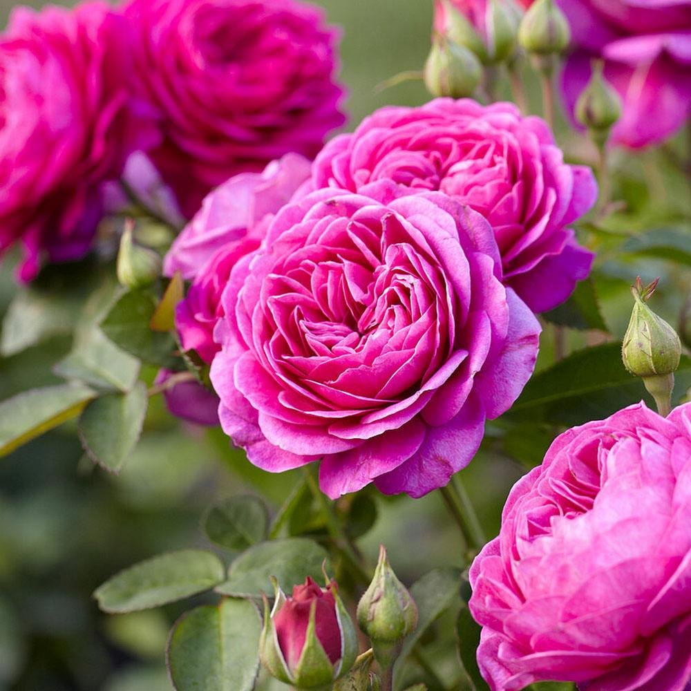 Trandafir Floribunda violet Heidi Klum, parfum intens