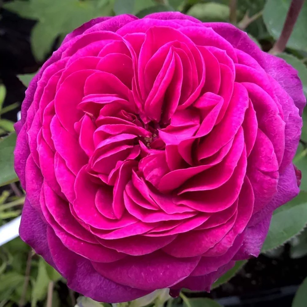 Trandafir Floribunda violet Heidi Klum, parfum intens