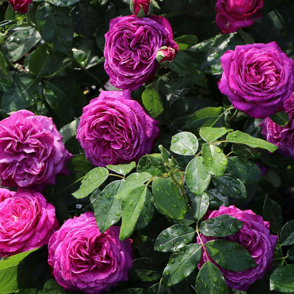 Trandafir Floribunda violet Heidi Klum, parfum intens