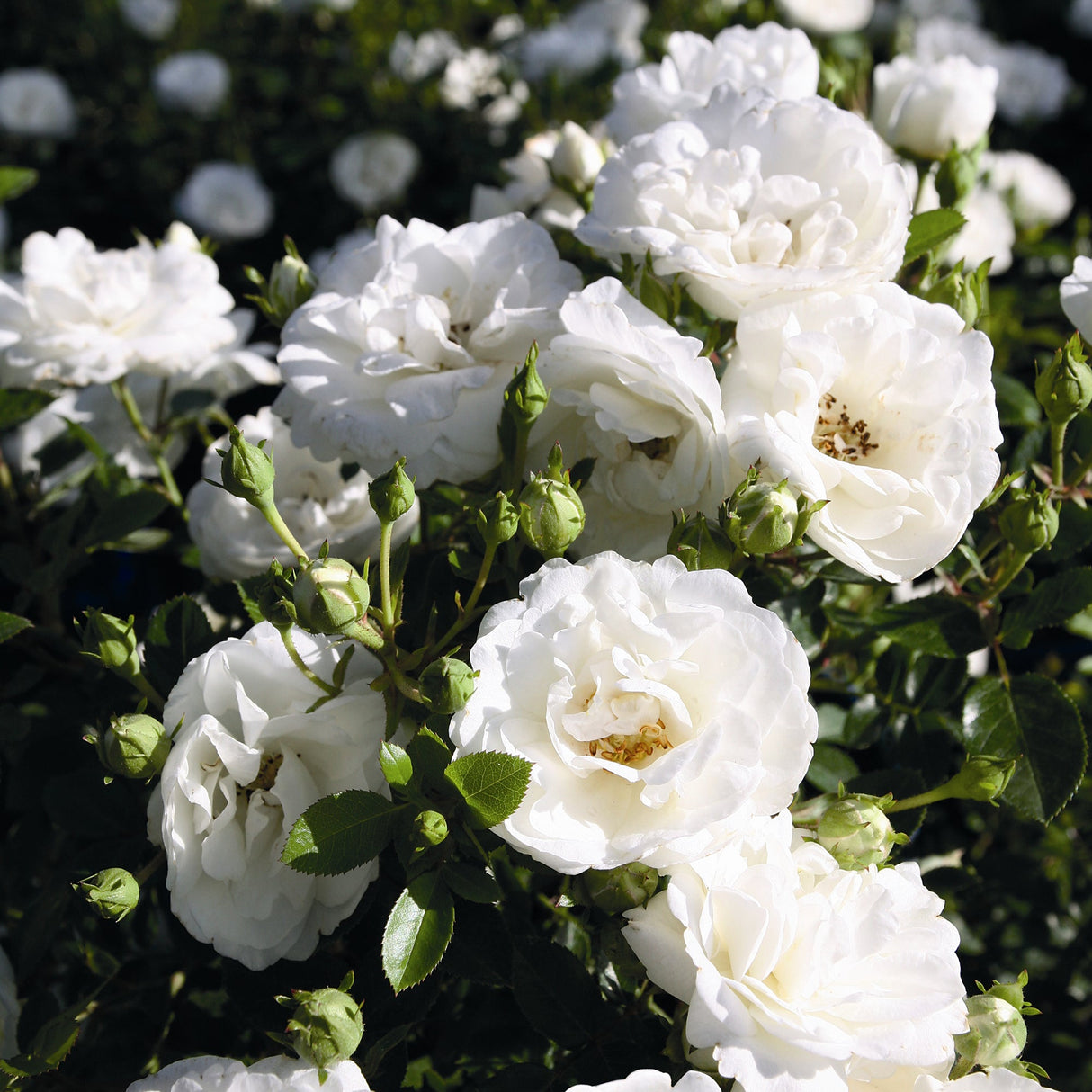 Trandafir Pitic alb White Babyflor, inflorire repetata