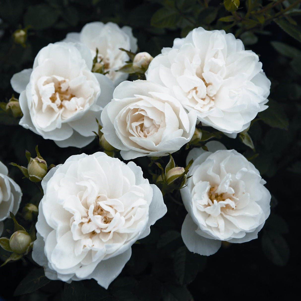 Trandafir Pitic alb White Babyflor, inflorire repetata