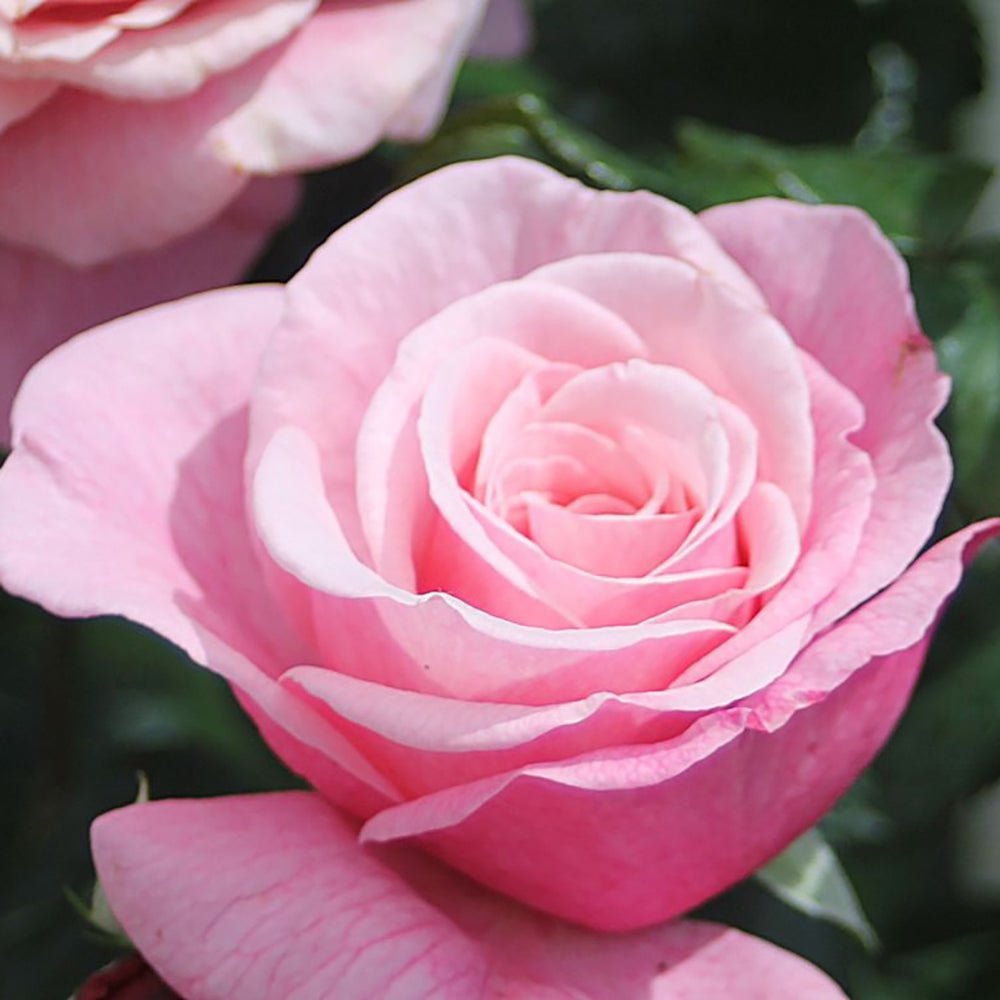 Trandafir Floribunda roz-pastel Wildberry, parfum intens