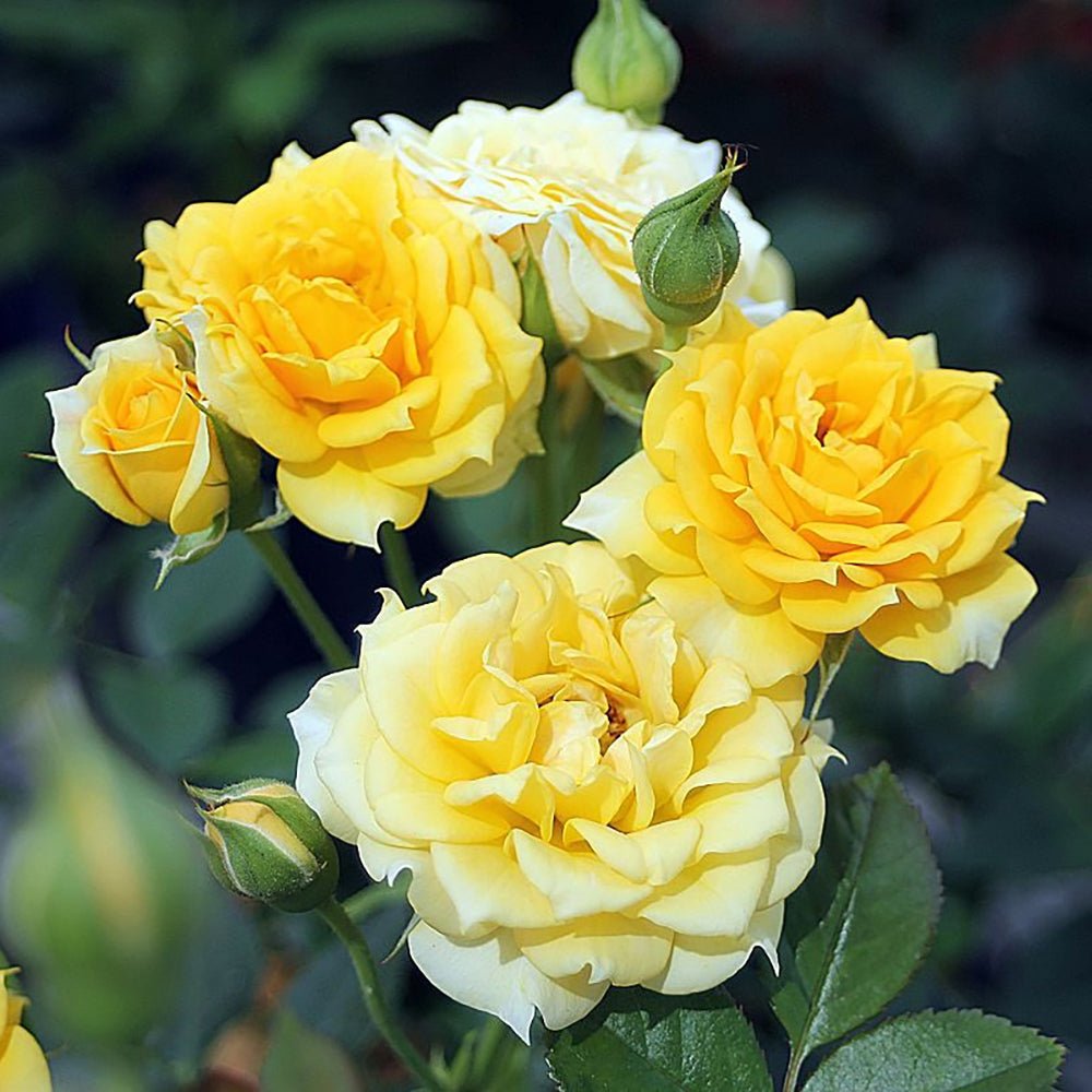 Trandafir Pitic Floribunda galben Yellow Clementine, inflorire repetata