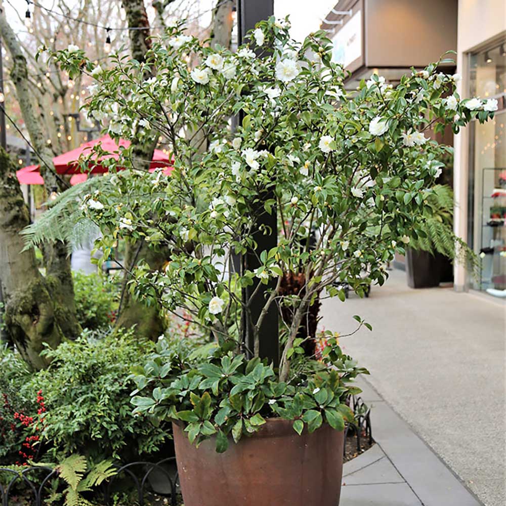 Trandafir Japonez Camellia Miss Lyla, cu flori albe duble