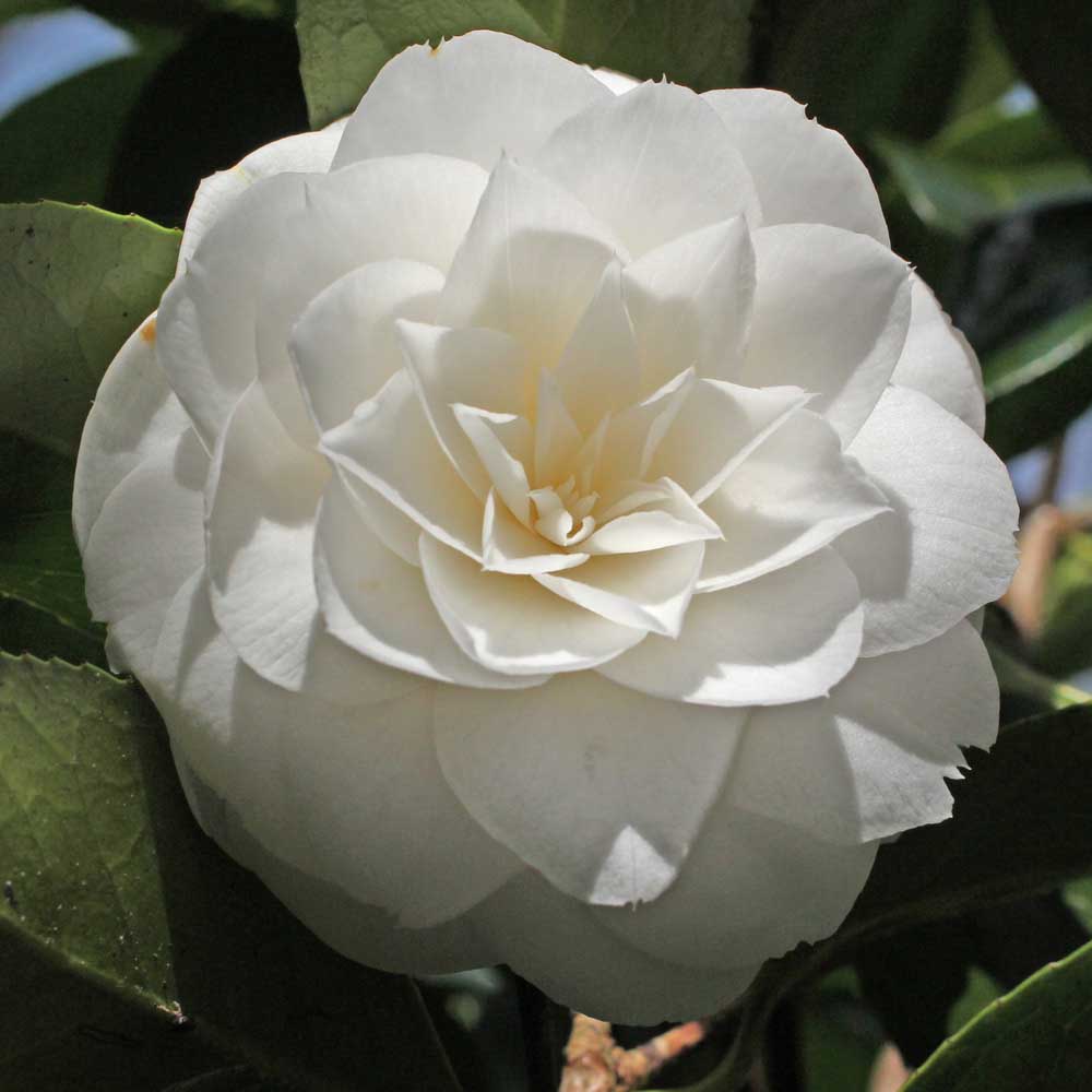 Trandafir Japonez Camellia Miss Lyla, cu flori albe duble