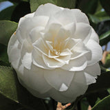 Trandafir japonez alb Camellia Miss Lyla - VERDENA-60-80 cm inaltime livrat in ghiveci de 10 L