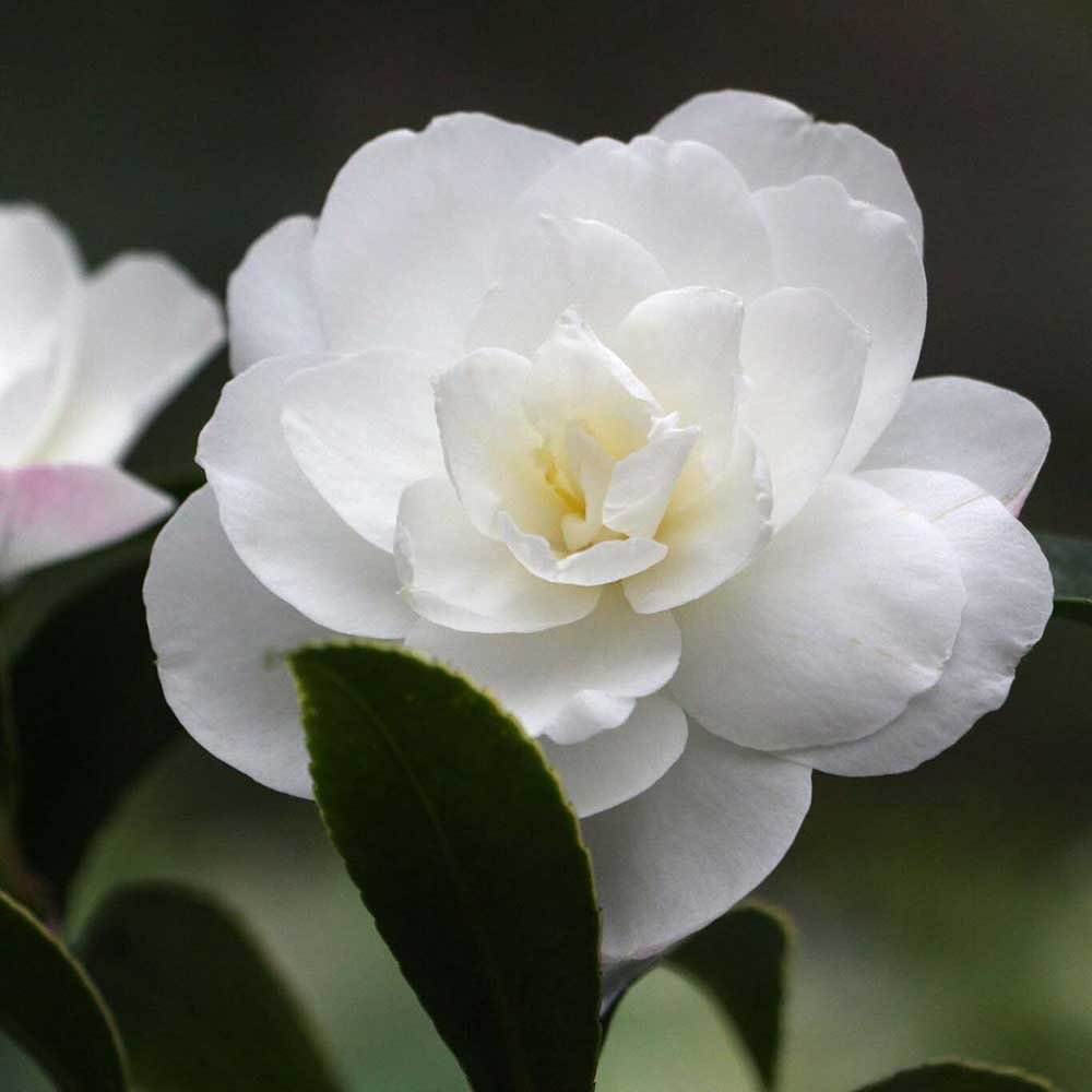 Trandafir Japonez Camellia Miss Lyla, cu flori albe duble