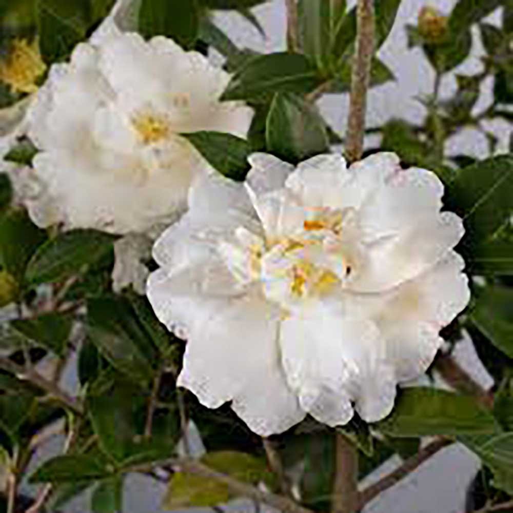 Trandafir Japonez Camellia Miss Lyla, cu flori albe duble