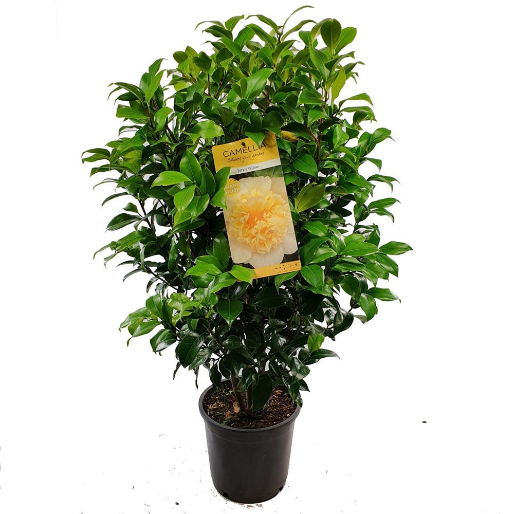 Trandafir Japonez Camellia Williamsii Jury's Yellow, cu flori galbene duble