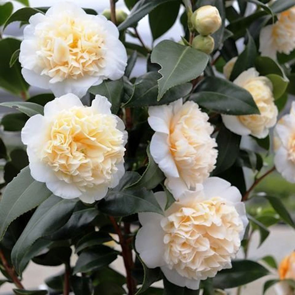Trandafir Japonez Camellia Williamsii Jury's Yellow, cu flori galbene duble