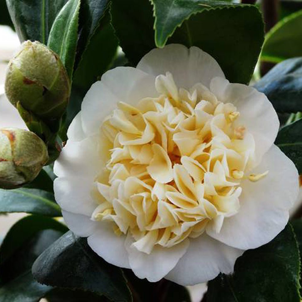 Trandafir Japonez Camellia Williamsii Jury's Yellow, cu flori galbene duble