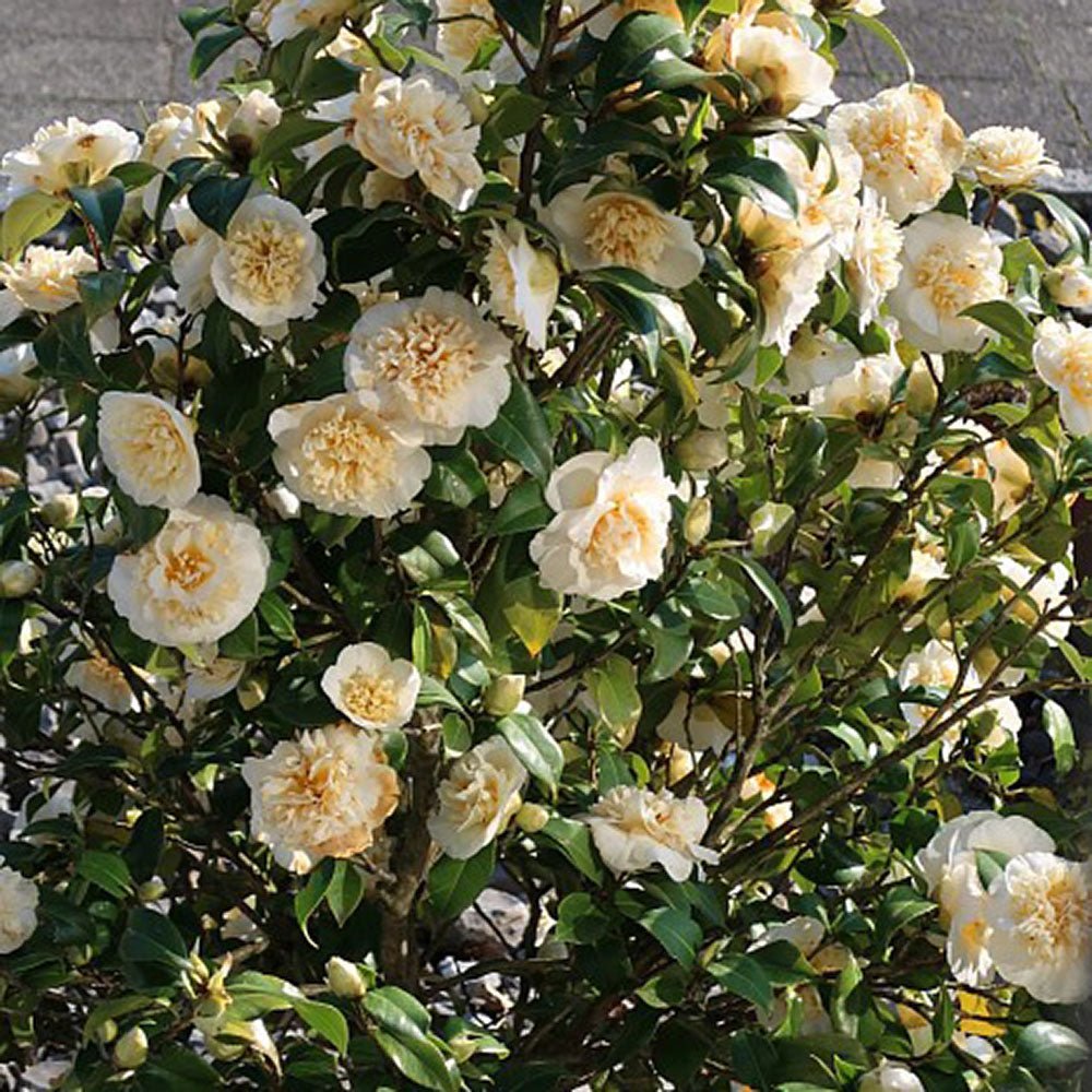 Trandafir Japonez Camellia Williamsii Jury's Yellow, cu flori galbene duble
