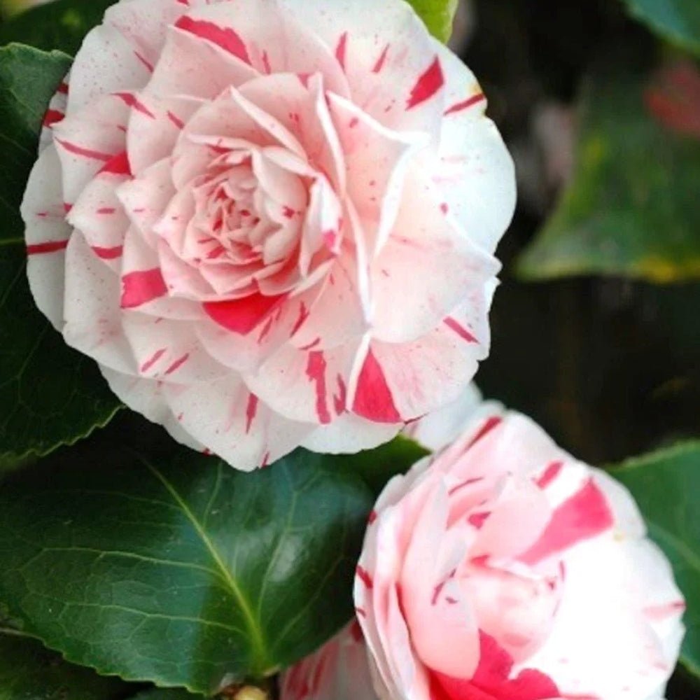 Trandafir Japonez Camellia Bicolor Lavinia Maggi, cu flori roz-alb duble