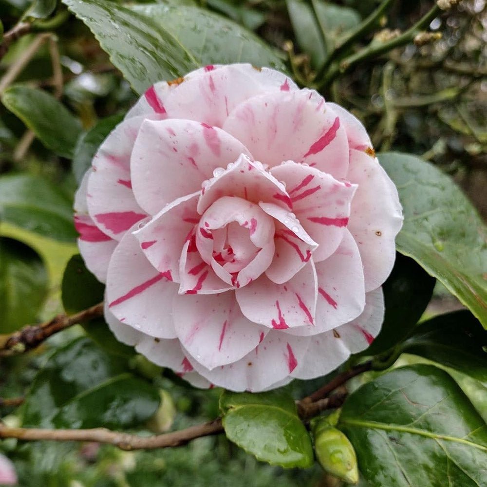 Trandafir Japonez Camellia Bicolor Lavinia Maggi, cu flori roz-alb duble - VERDENA-50 cm inaltime livrat in ghiveci de 2 L