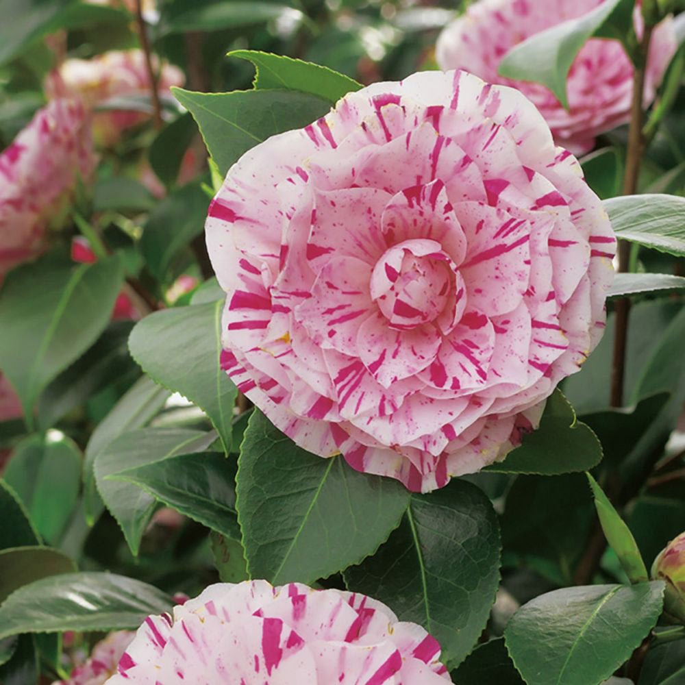 Trandafir Japonez Camellia Bicolor Lavinia Maggi, cu flori roz-alb duble