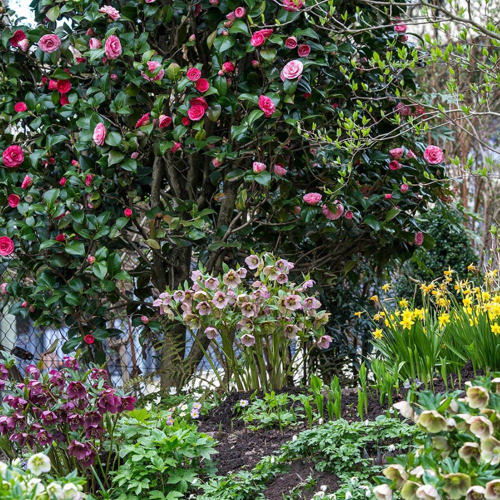 Trandafir Japonez Camellia Bicolor Lavinia Maggi, cu flori roz-alb duble