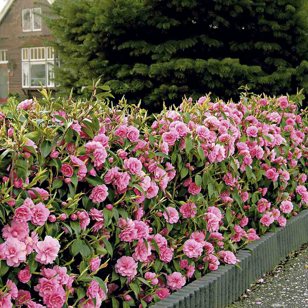 Trandafir Japonez Camellia Mrs. Tingley, cu flori roz