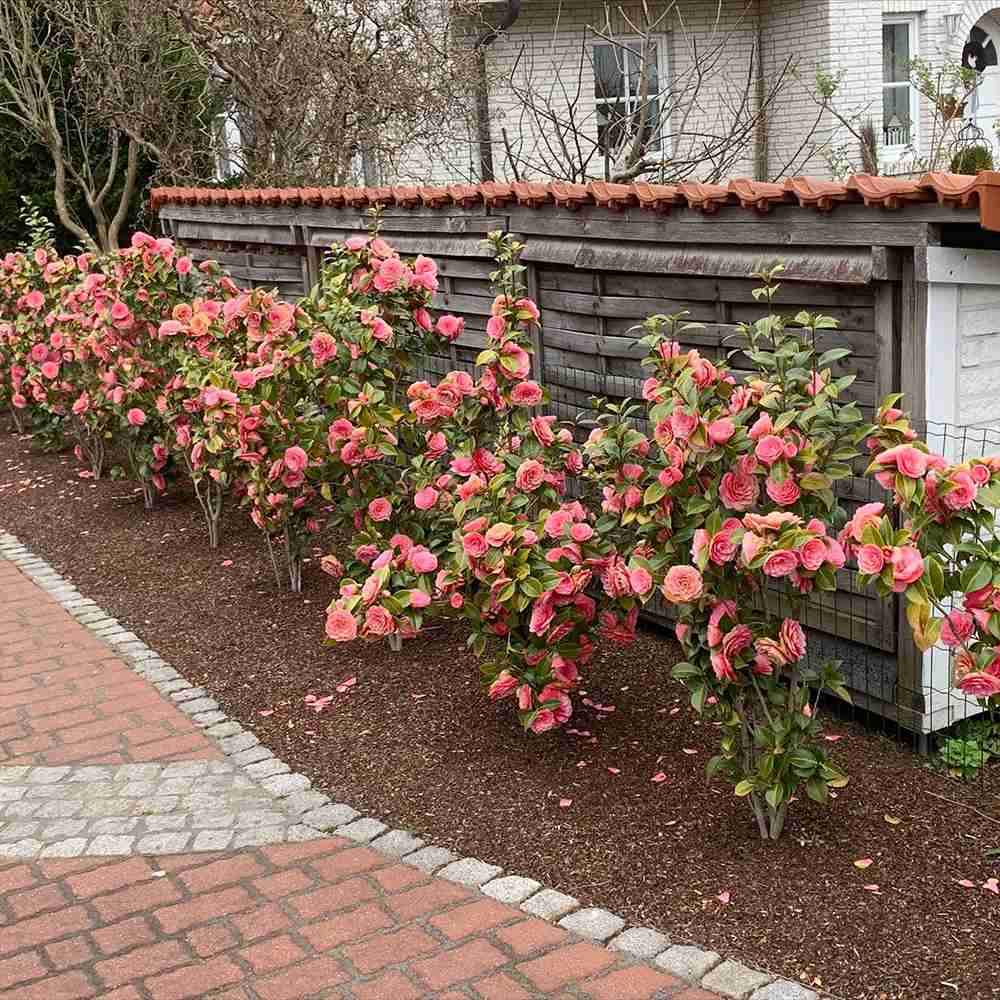 Trandafir Japonez Camellia Mrs. Tingley, cu flori roz