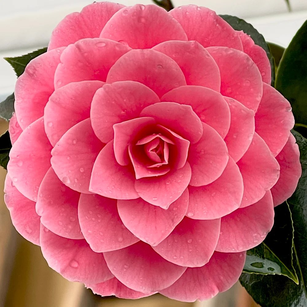 Trandafir Japonez Camellia Mrs. Tingley, cu flori roz