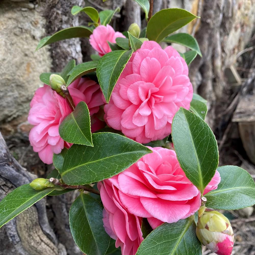 Trandafir Japonez Camellia Mrs. Tingley, cu flori roz