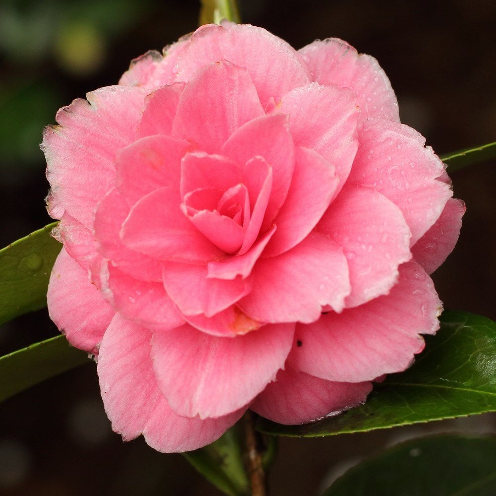 Trandafir Japonez Camellia Mrs. Tingley, cu flori roz