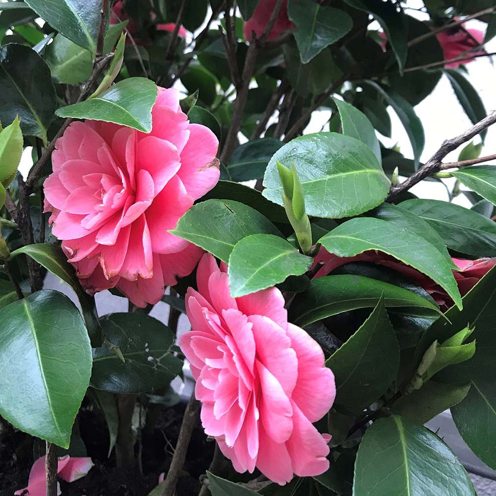 Trandafir Japonez Camellia Mrs. Tingley, cu flori roz