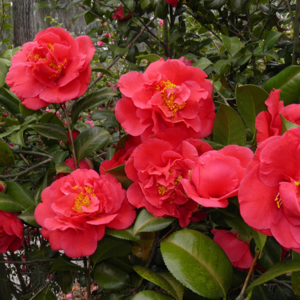 Trandafir Japonez Camellia Kramers Supreme, cu flori rosii-inchis