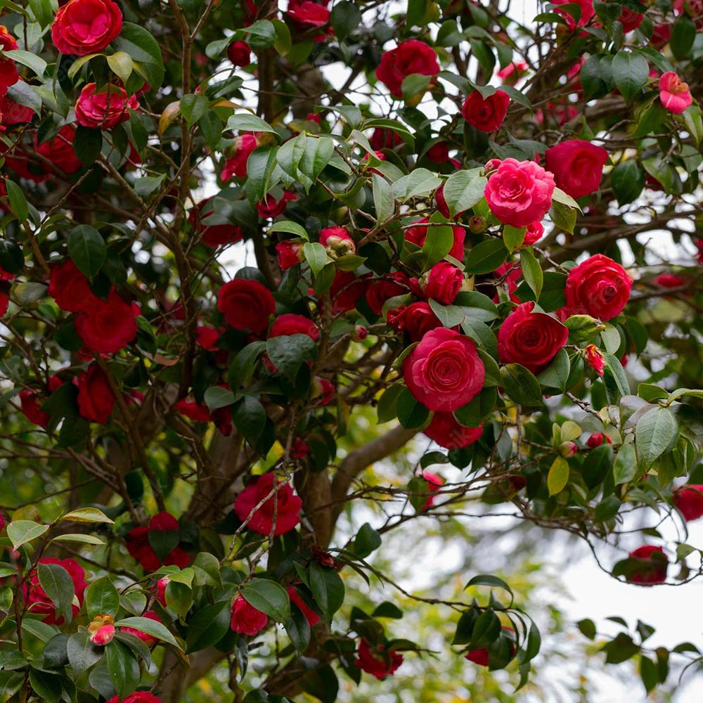 Trandafir Japonez Camellia Kramers Supreme, cu flori rosii-inchis