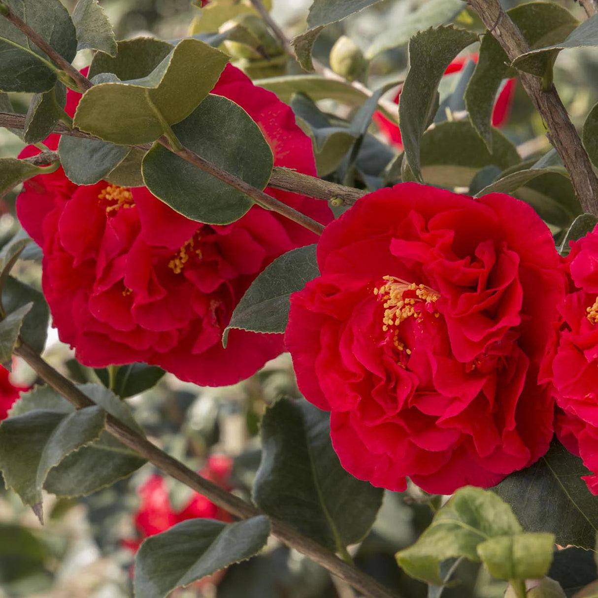 Trandafir Japonez Camellia Kramers Supreme, cu flori rosii-inchis