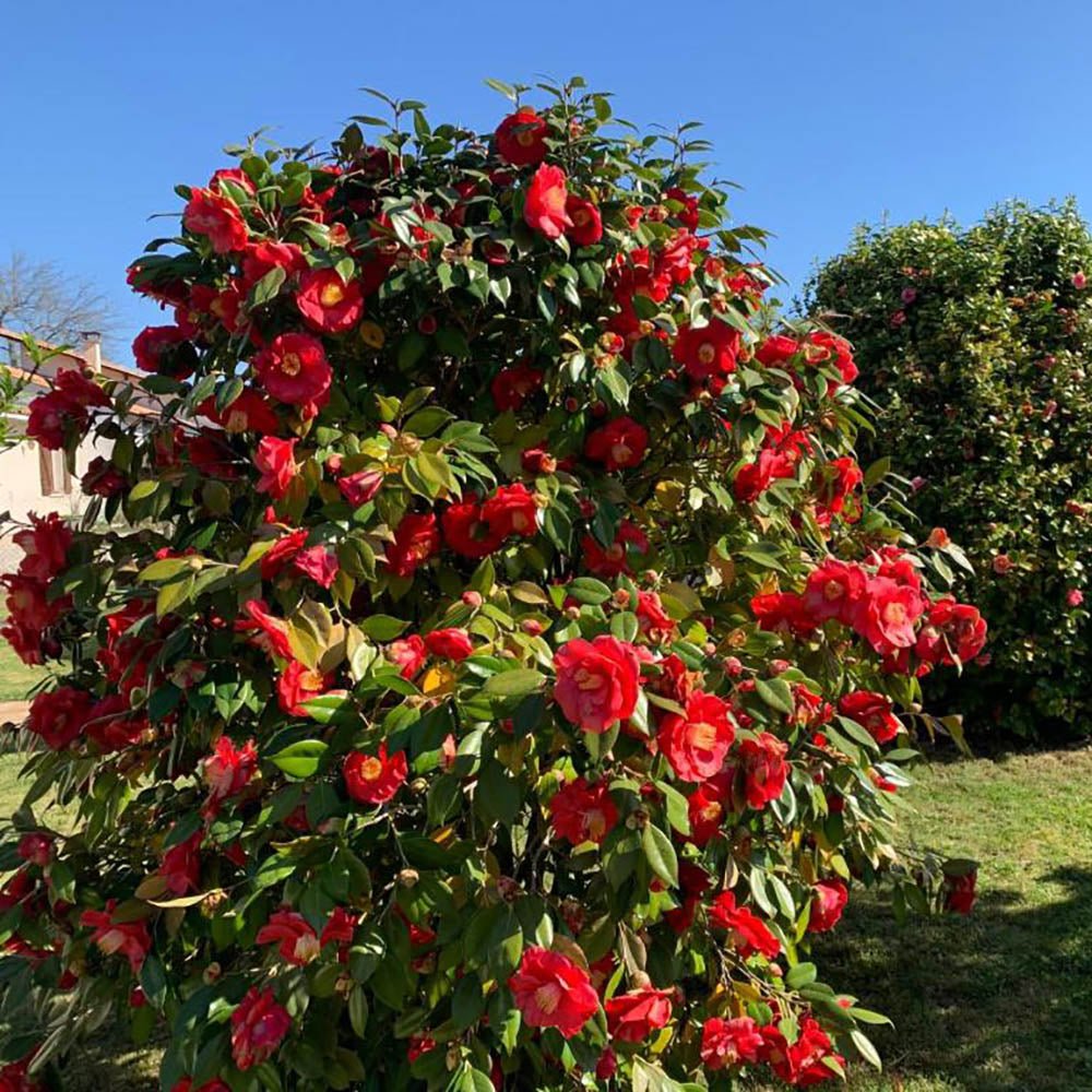 Trandafir Japonez Camellia Kramers Supreme, cu flori rosii-inchis