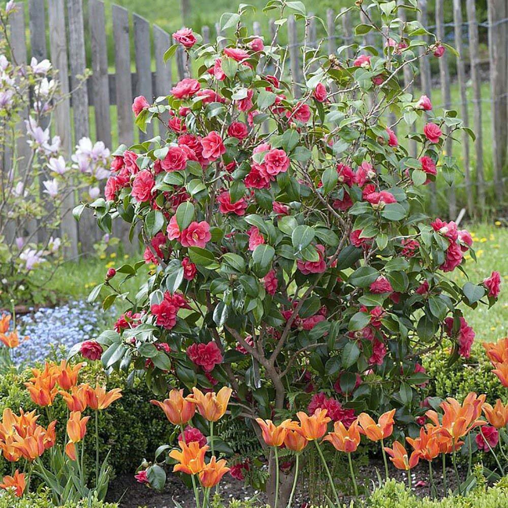 Trandafir Japonez Camellia Kramers Supreme, cu flori rosii-inchis