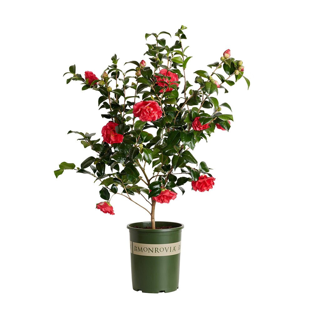 Trandafir Japonez Camellia Kramers Supreme, cu flori rosii-inchis