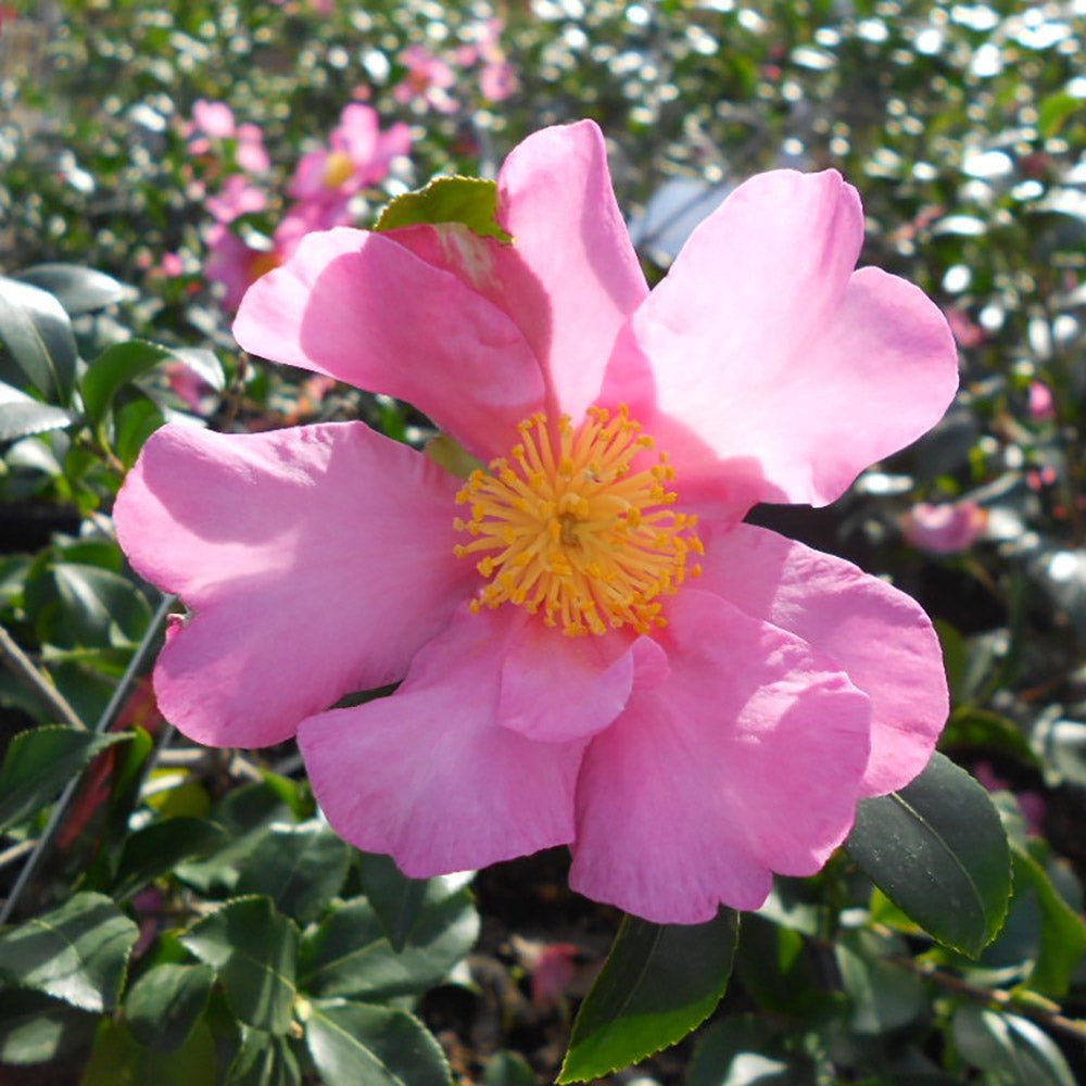Trandafir Japonez Camellia Cleopatra, cu florii roz-pal