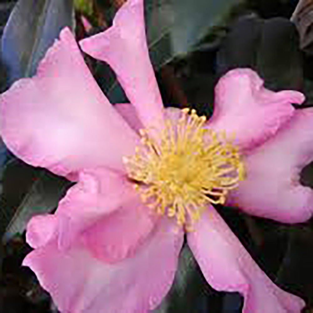 Trandafir Japonez Camellia Cleopatra, cu florii roz-pal