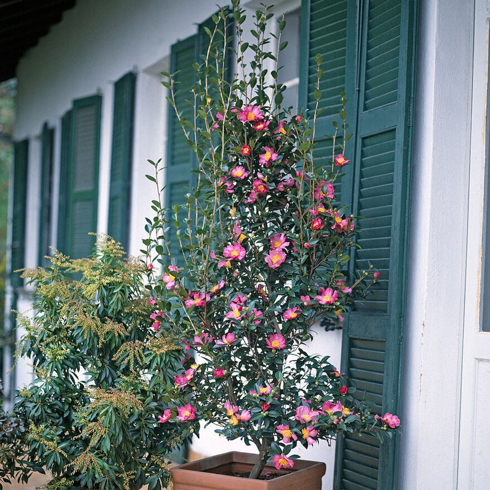 Trandafir Japonez Camellia Cleopatra, cu florii roz-pal
