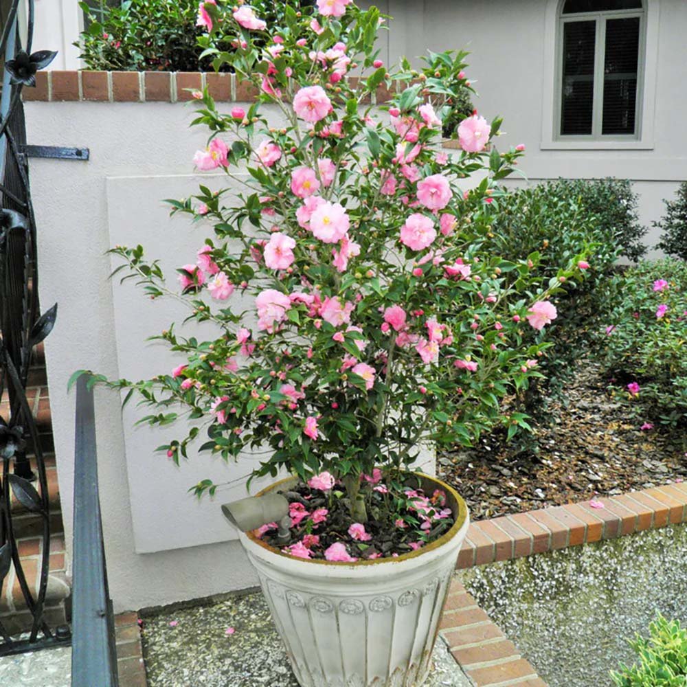 Trandafir Japonez Camellia Cleopatra, cu florii roz-pal